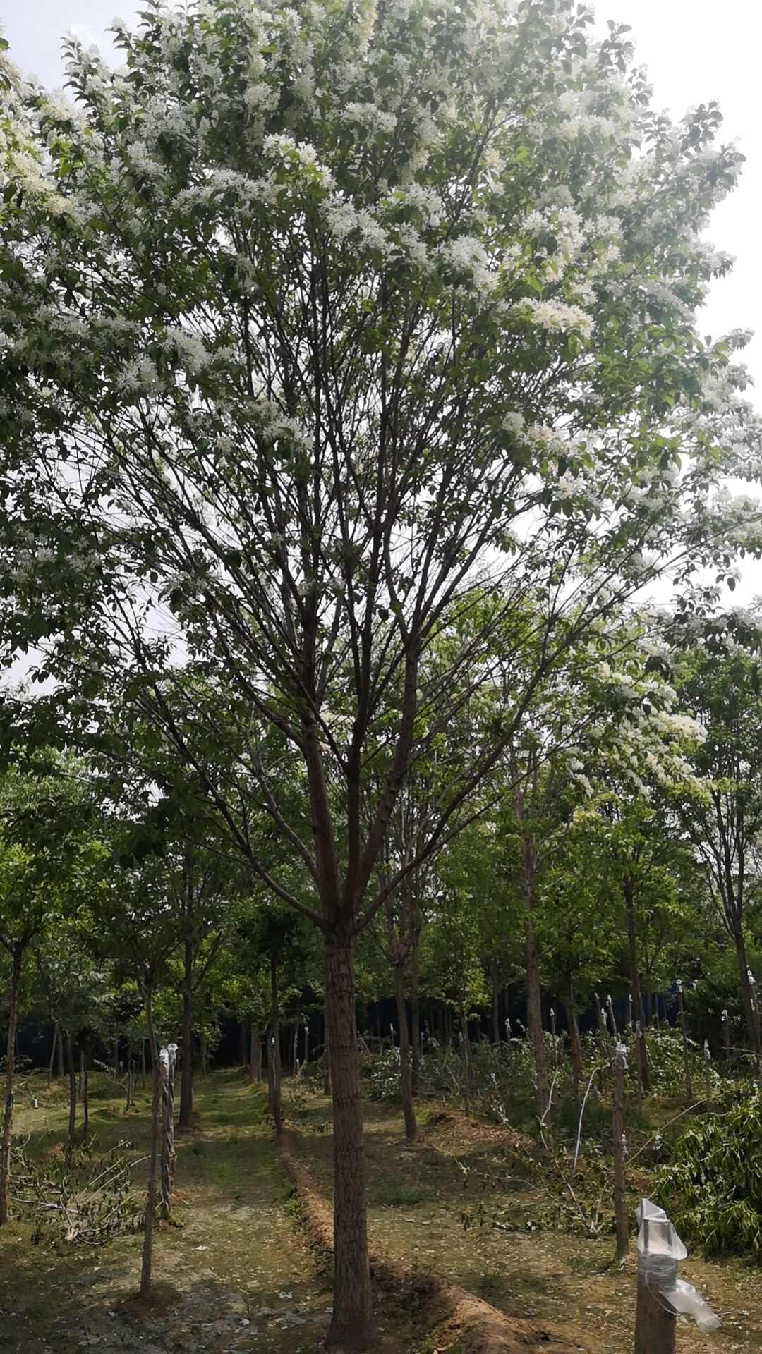 六月雪苗木基地批发流苏树价格便宜