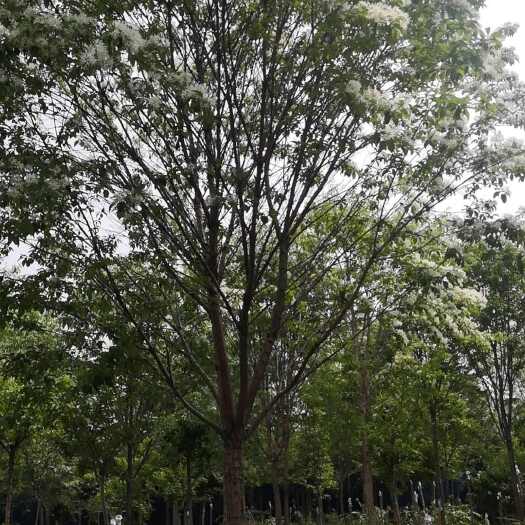 六月雪苗木基地批发流苏树价格便宜