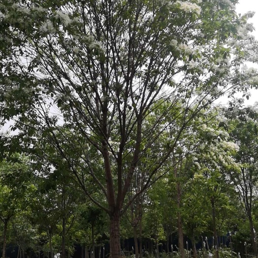 郯城县六月雪苗木基地批发流苏树价格便宜