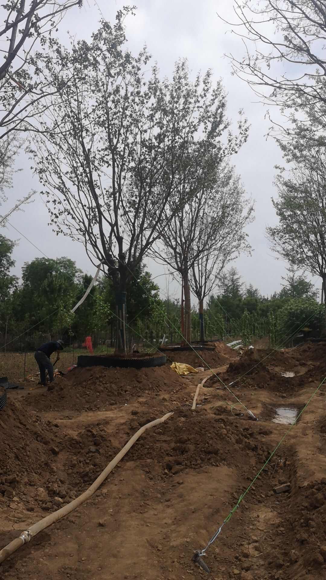 六月雪苗木基地批发流苏树价格便宜