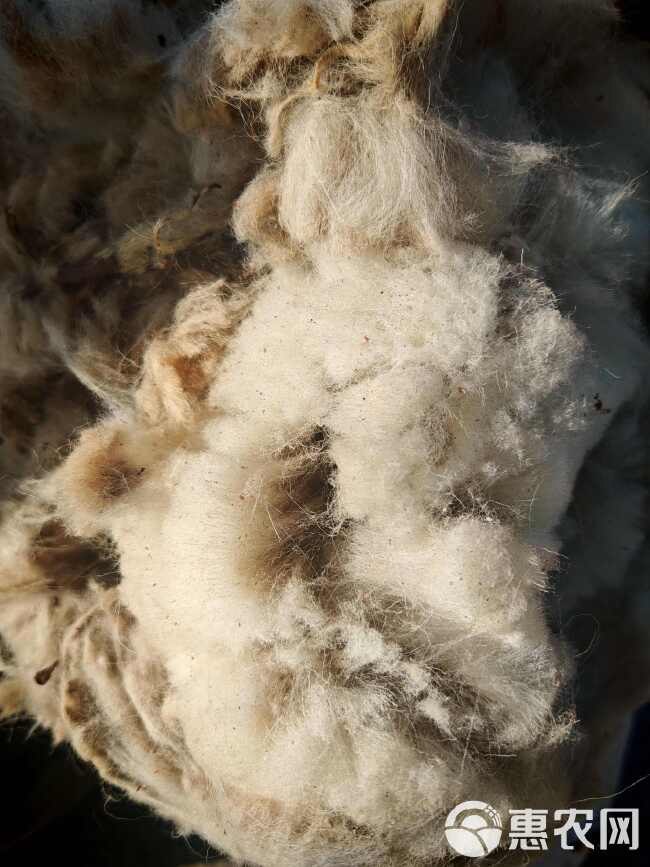 河西走廊精品梳绒毛，绒头大，绒质细，含杂少，细度21.8um