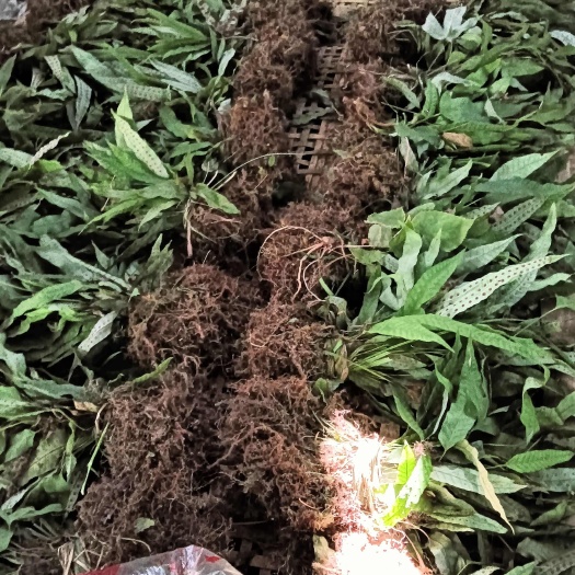 宁强县金鸡脚带根货，扎小把有需求的下单