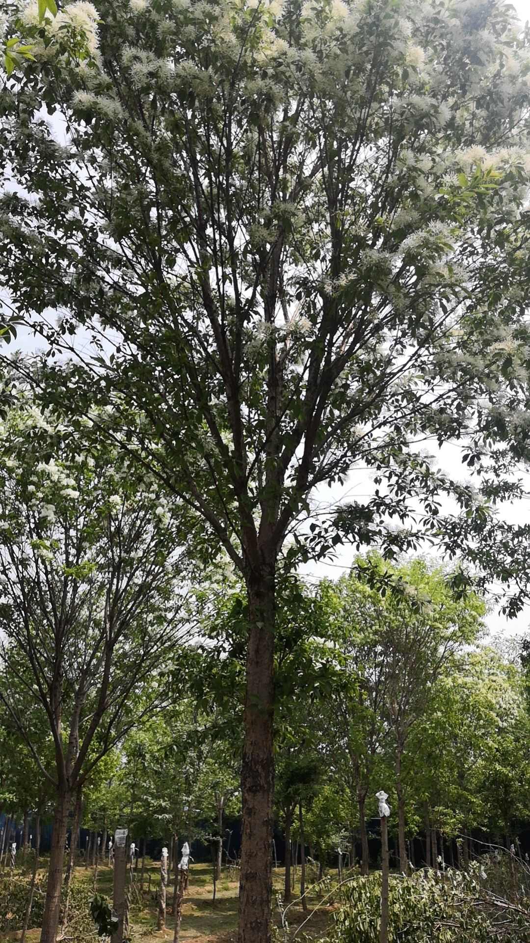 六月雪苗木基地批发流苏树价格便宜