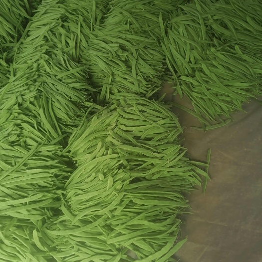 應(yīng)縣大扁架豆王小金豆白不老青椒牛角線椒圓菜各種蔬菜齊全