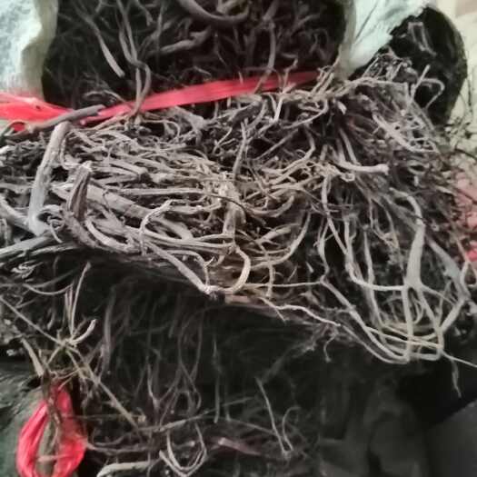  干马齿苋