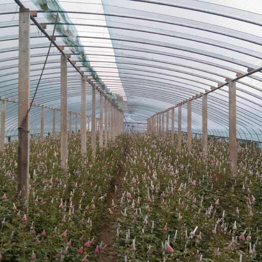 莒县卡罗拉玫瑰花鲜切花基地现采现发，批发为主量大价优。