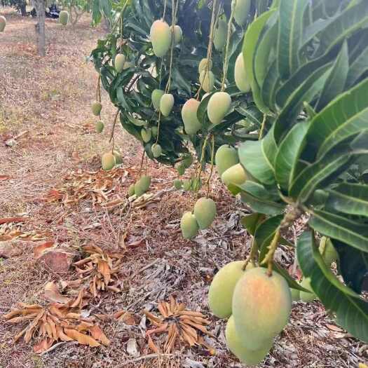 昌江县台农芒