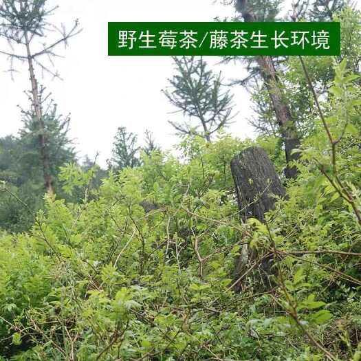 义乌市湘西永顺莓茶
