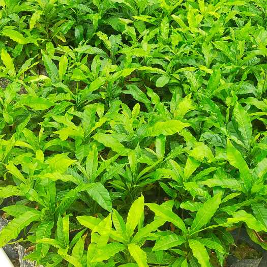 普宁市黄晶果直生苗60-80cm高杯苗头径粗0.8-1公分粗