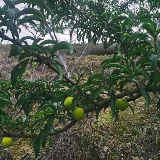镇宁县蜂糖李