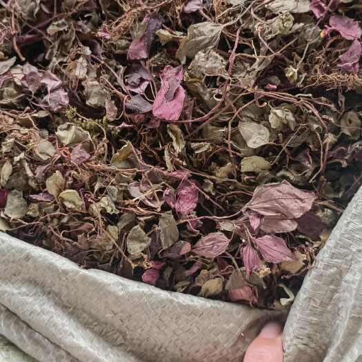 永春县风鼓草 酸草 风柜斗草