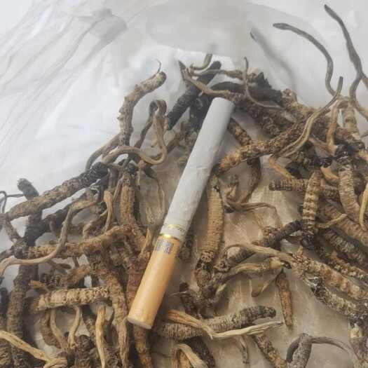 随县冬虫夏草