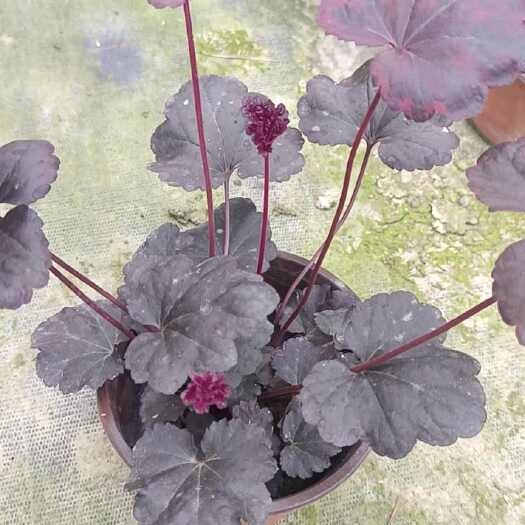 成都矾根