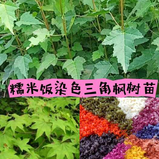 灵山县包邮三园林角枫树苗枫香小苗广西枫香叶黑色植物染料三苗庭院观赏