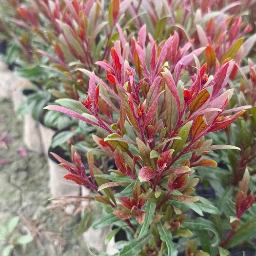 成都千鸟花，山桃草