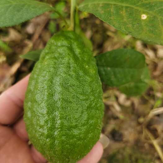 灵山县广东香水柠檬