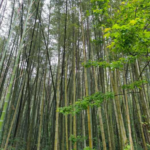 合肥原产地大量品质毛竹出售