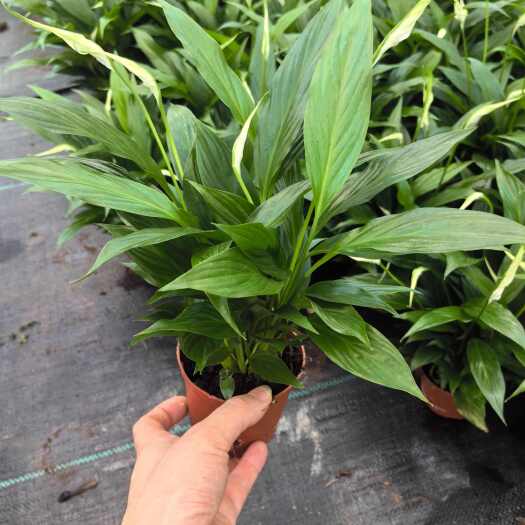 广州100白掌，绿植盆栽