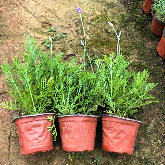 羽叶薰衣草，双色盆羽叶薰衣草，薰衣草