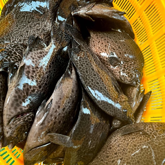 斑石鲷