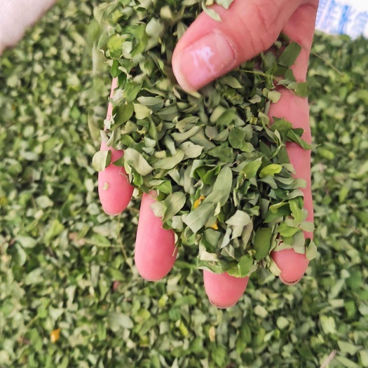 玉林鸡骨草新货