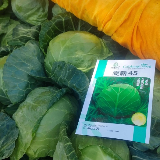 包菜种子高圆绿甘蓝种子育苗时间1.2.3，6.7.8均可育苗