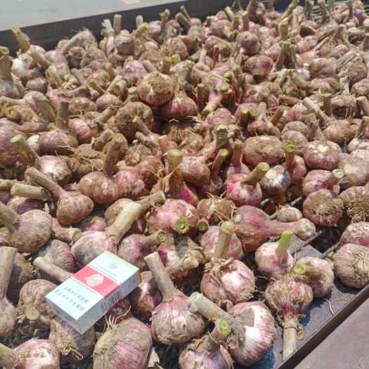 中牟县精品 紫红皮早熟鲜蒜  大量供应支持电商商超各大市场质量保证