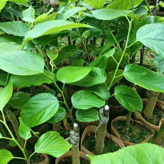 灵山县长桑椹果树苗嫁接品种杯苗，全国发货