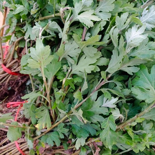 常州白菊花苗