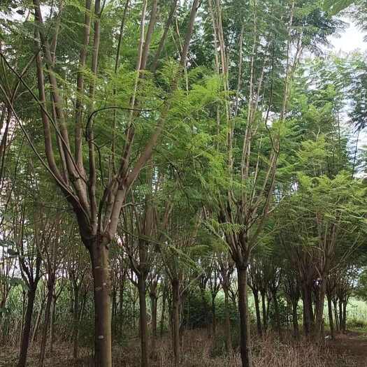 来宾蓝花楹