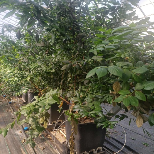 乳山市蓝莓苗大量出售5年蓝莓苗木市场最新品种：优瑞卡，果大口感香甜