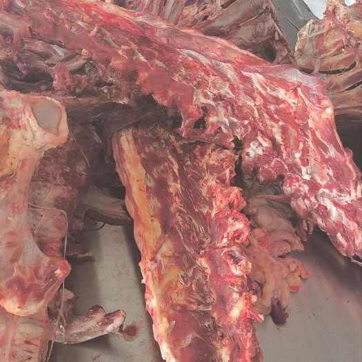 呼和浩特满肉牛骨