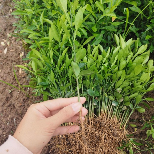 阳朔县香橙苗 0.5米以下 种子