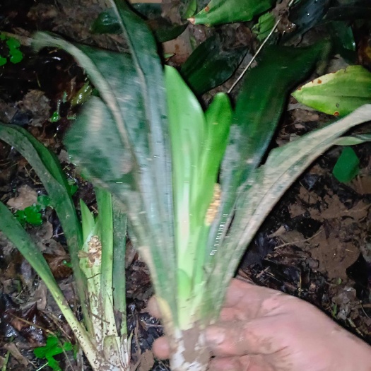邳州市万年青四季常青植物，中华万年青