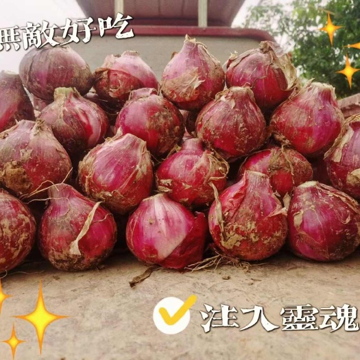 西安红皮洋葱