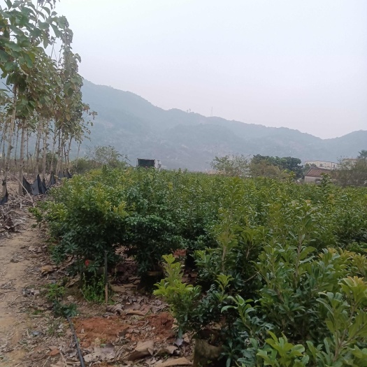 漳州东魁杨梅树苗