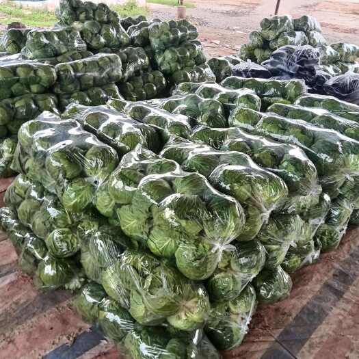 博爱县包菜