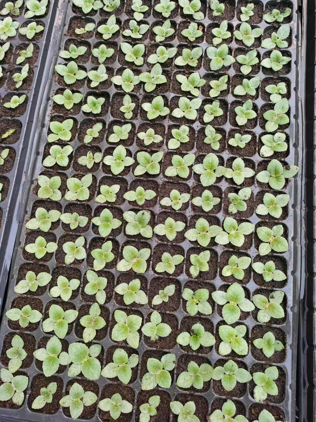 富贵芙蓉花大岩桐多色穴盘苗批发