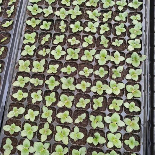 富贵芙蓉花大岩桐多色穴盘苗批发
