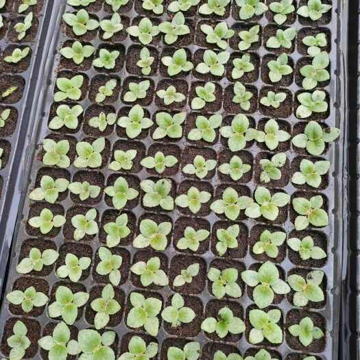 青州市富贵芙蓉花大岩桐多色穴盘苗批发
