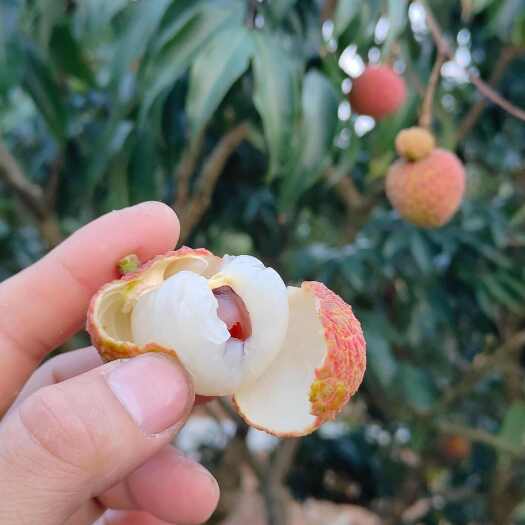 白糖罂荔枝准备上市了