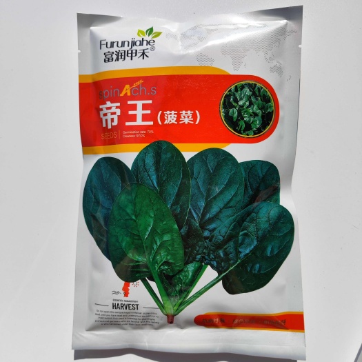 沭阳县金盛达盛美大叶菠菜种子抗病耐热耐寒越冬盆栽四季播农家蔬菜种籽