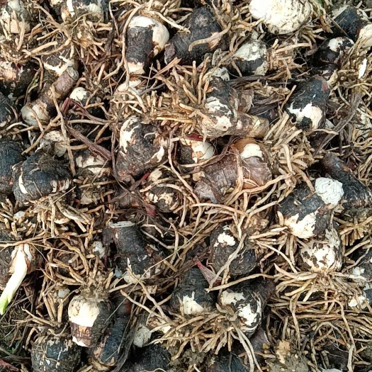 广州蜘蛛兰大量出售有需要联系