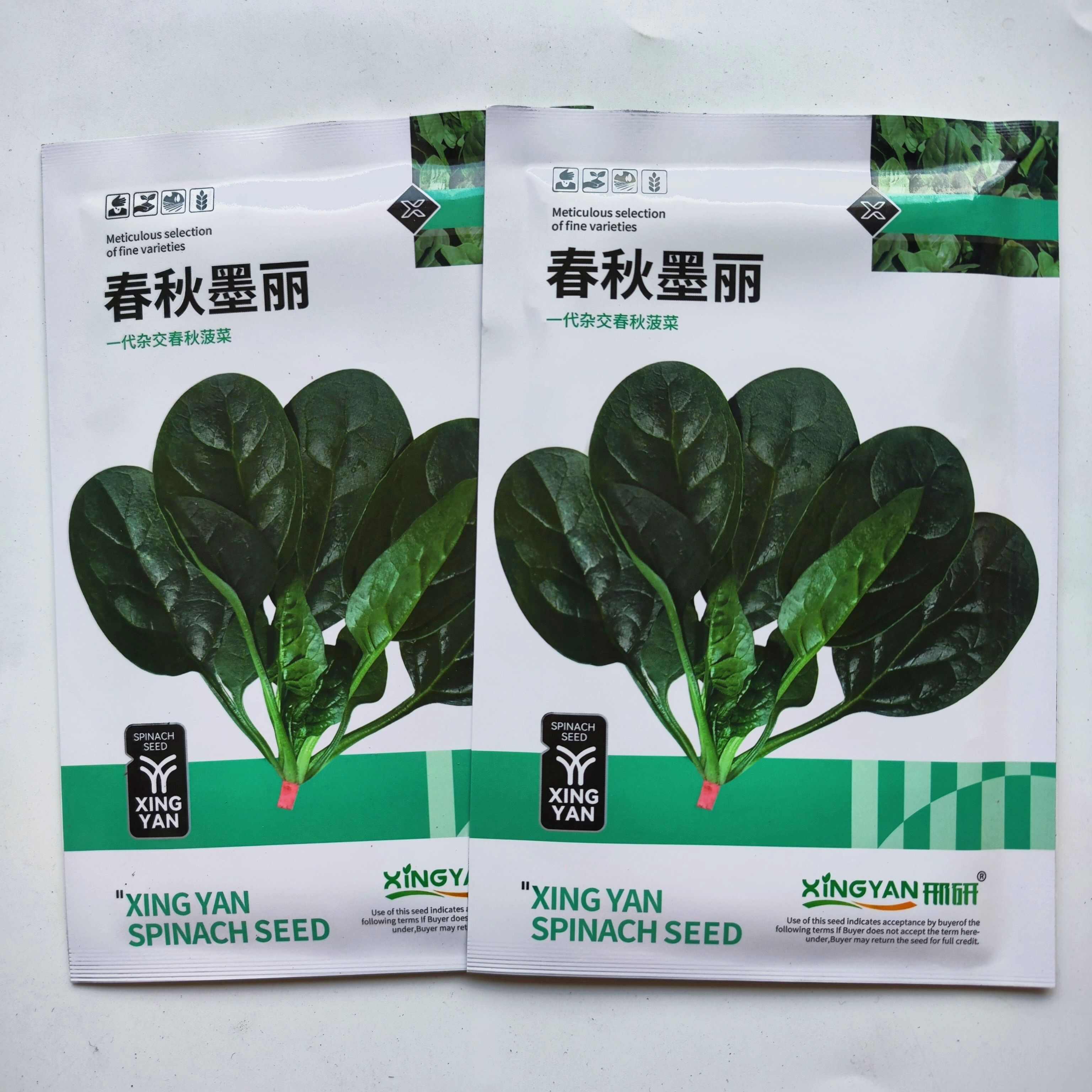 春秋墨丽大叶菠菜种子抗病耐热耐寒越冬盆栽四季播种农家蔬菜种籽