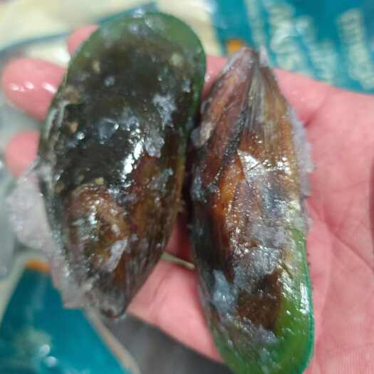 武汉青口贝，新西兰