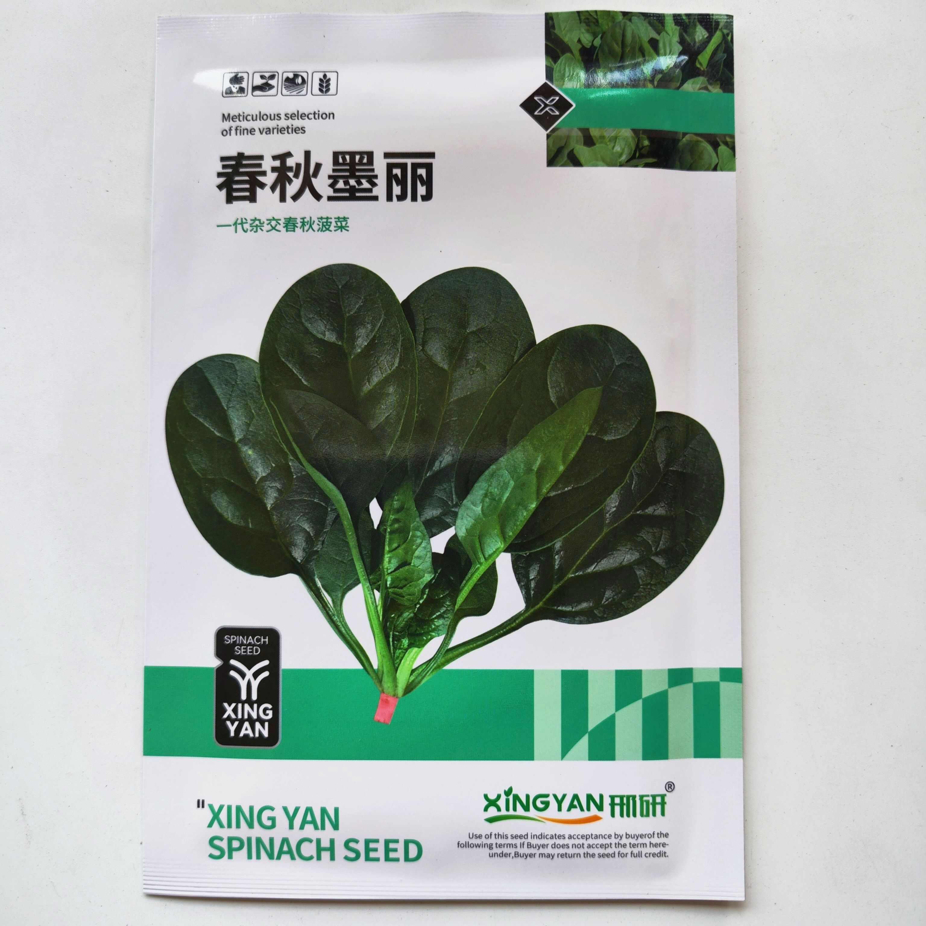 春秋墨丽大叶菠菜种子抗病耐热耐寒越冬盆栽四季播种农家蔬菜种籽
