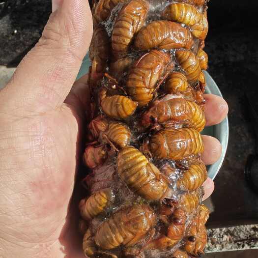 灵宝市杜仲金蝉现货