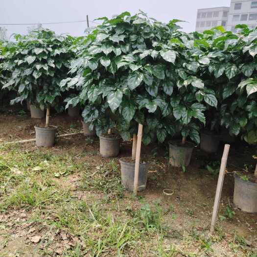佛山幸福树盆栽