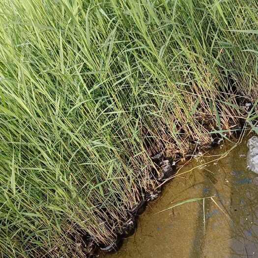 安新县芦苇苗 盆栽苗 基地直发 一手货源 承接各种水景亮化工程