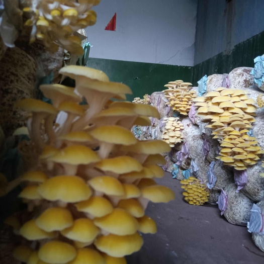 资中县黄金菇，